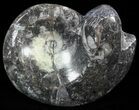 Wide Polished Goniatite From Morocco #50363-1